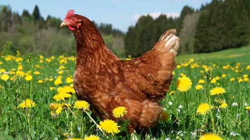 free range eggs sweet like candi
