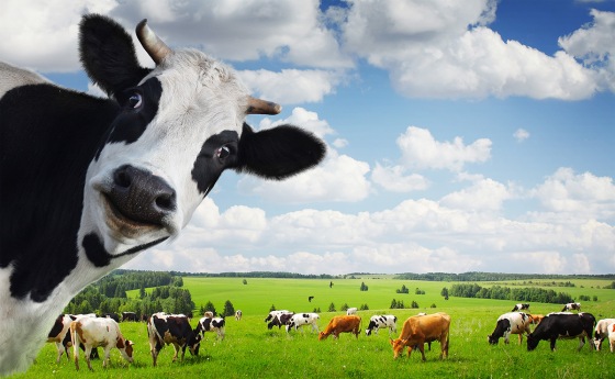 grass-fed-cows-sweet-like-candi